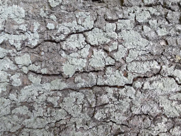 Textura de corteza de árbol — Foto de Stock