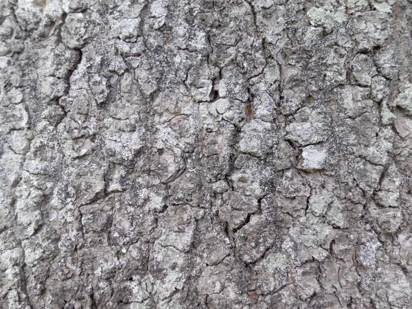 Struttura della corteccia dell'albero — Foto Stock