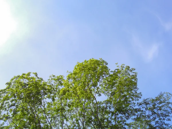 Våren gröna träd mot blå himmel — Stockfoto