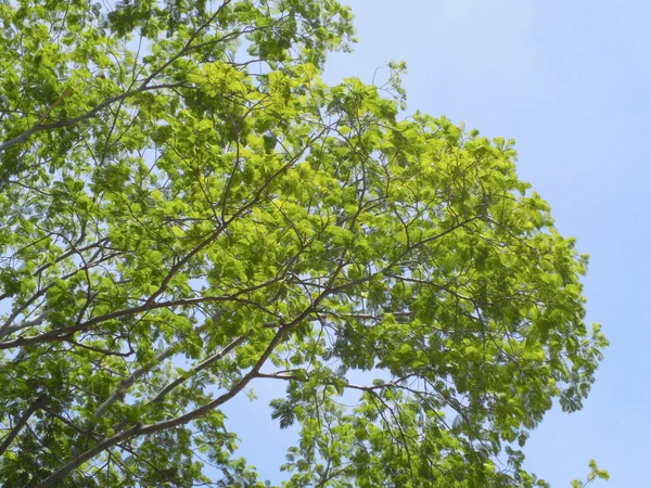 Primavera árvore verde contra o céu azul — Fotografia de Stock