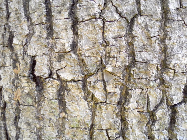 Textura da casca da árvore — Fotografia de Stock