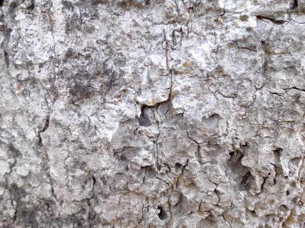 Textura de corteza de árbol —  Fotos de Stock