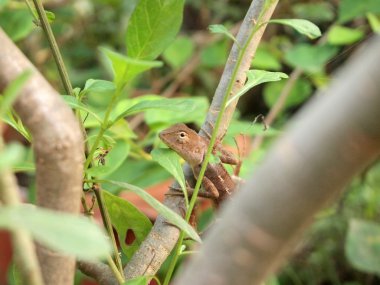 Yeşil tepeli kertenkele, siyah yüz kertenkele, ağaç kertenkele