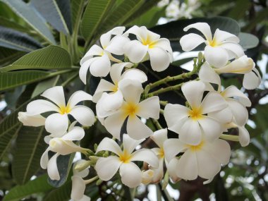 Plumeria (frangipani) çiçek ağaç, la Reunion Adası üzerinde