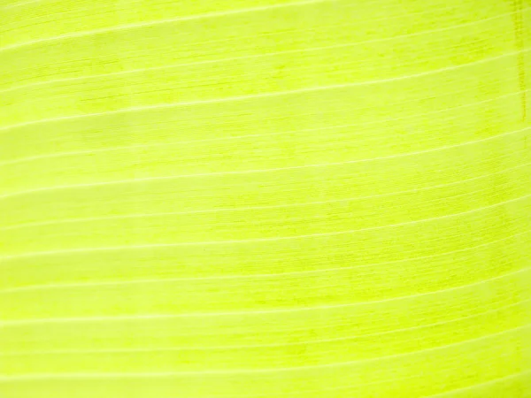 Крупный план текстуры бананового листа, зеленый и свежий, в парке — стоковое фото