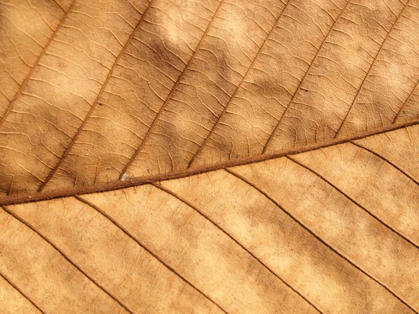 Dry brown leaf texture — Stock Photo, Image