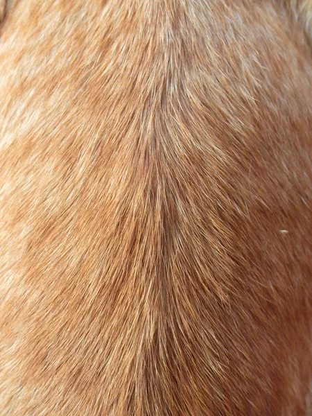 Živočišné barva vlasů. Je to vlasy kočka — Stock fotografie