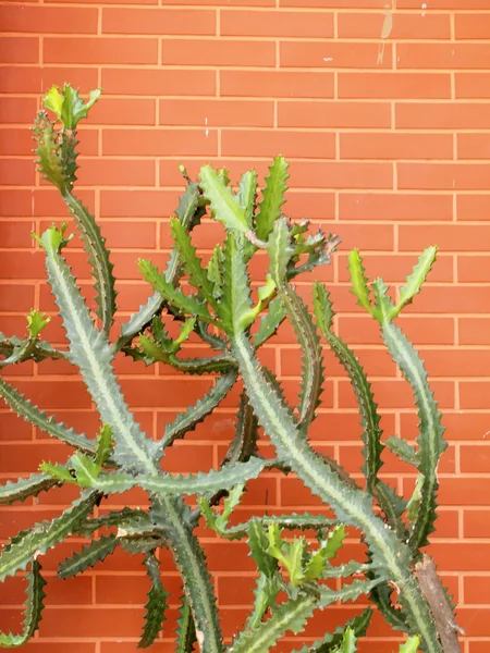 Cactus en la pared de ladrillo —  Fotos de Stock