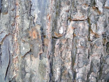Ağaç kabuğu dokusu