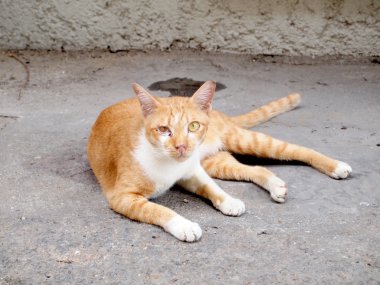 kahverengi kedi portresi