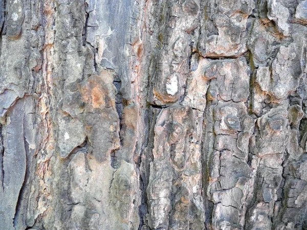 Textura de corteza de árbol —  Fotos de Stock