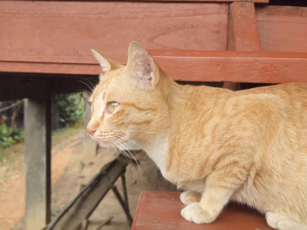 Porträt der braunen Katze — Stockfoto