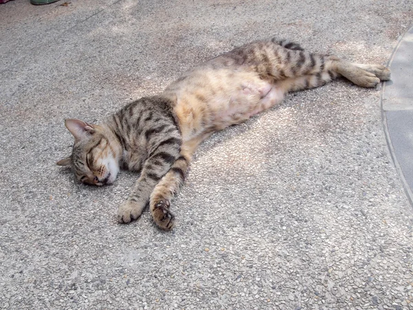 Primer plano de la cara de gato dormido, enfocándose en el primer plano —  Fotos de Stock