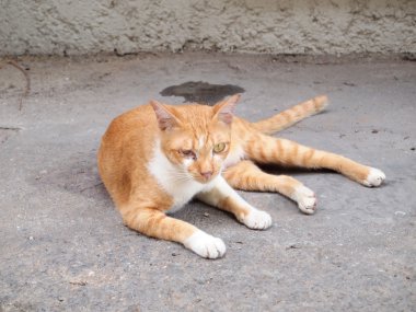 kahverengi kedi portresi