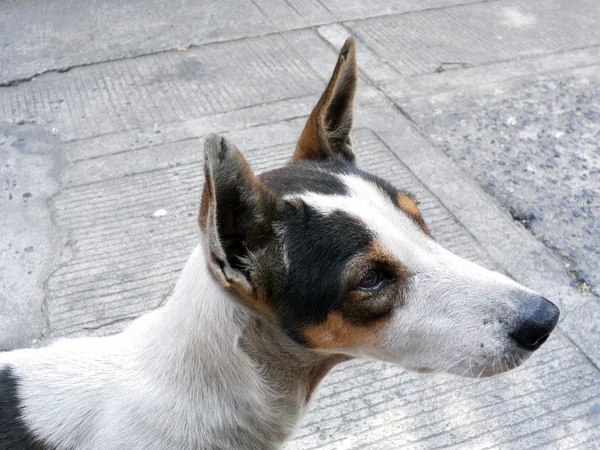 Gatan hund — Stockfoto