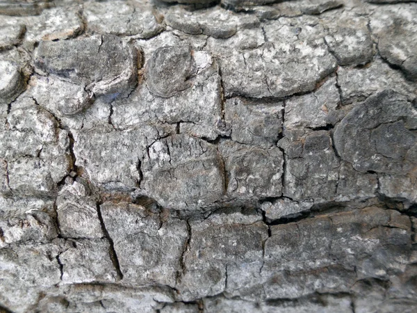 Tree bark texture — Stock Photo, Image