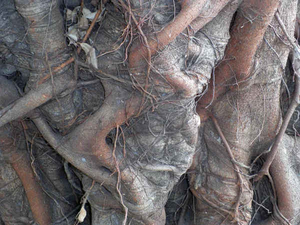 Närbild av banyan träd bålen rötter med sniderier — Stockfoto