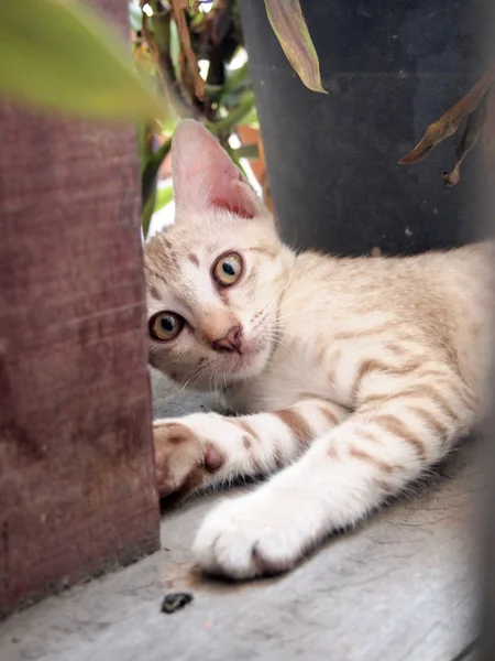 Kahverengi kedi portresi — Stok fotoğraf