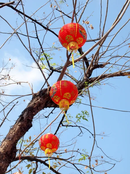 Rote Laternen an Baum hängen — Stockfoto