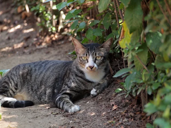 Ritratto del gatto — Foto Stock