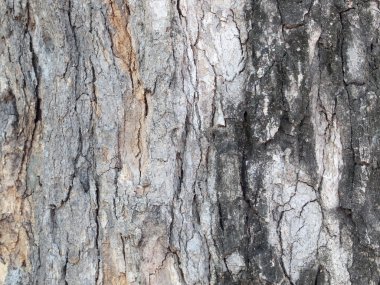 Ağaç kabuğu dokusu kapat
