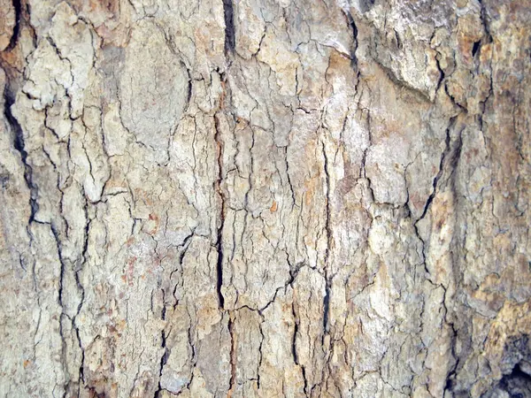 나무껍질의 질감을 가까이 서 본 모습 — 스톡 사진