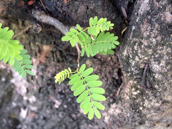 Petite pierre de milieu d'arbre — Photo