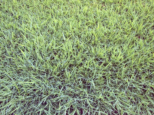 Artificial Grass Field Top View Texture — Stock Photo, Image