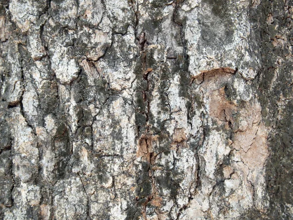 Textura de corteza de árbol de cerca —  Fotos de Stock