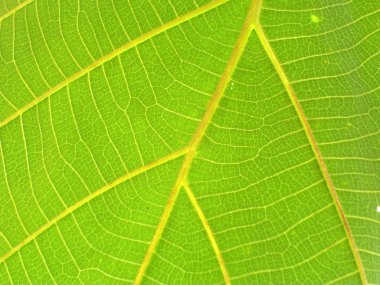 yaprak doku yakın çekim