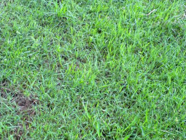 Bir tarladan yeşil çimen dokusu