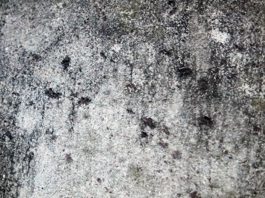 Beton duvar yakın gülmekten