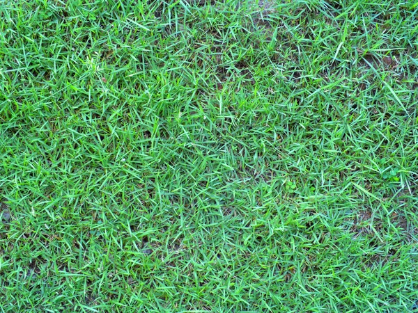 Texture d'herbe verte d'un champ — Photo