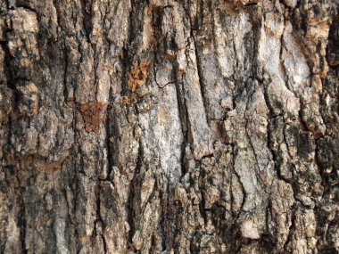 Ağaç kabuğu dokusu kapat