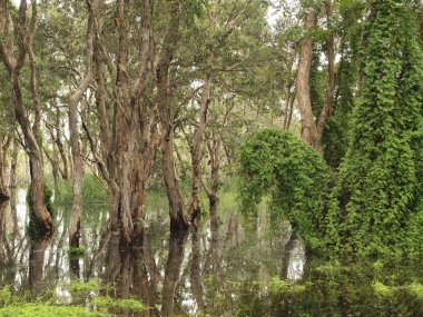 Mangrov orman yakın çekim