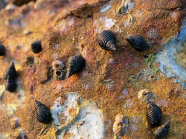 Kabukları ve taşlar kapat