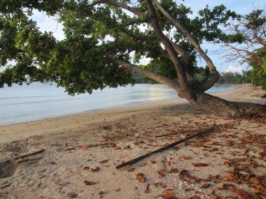 ağaçlar tropikal bir plajda