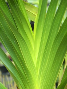 Arkaplan olarak yeşil yaprağın dokusu