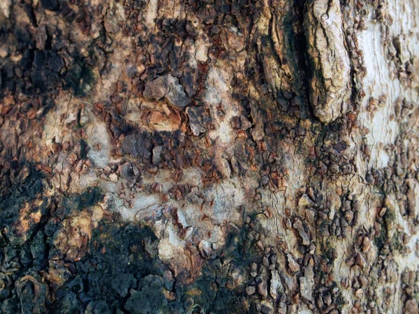 Textura da casca da árvore close up — Fotografia de Stock