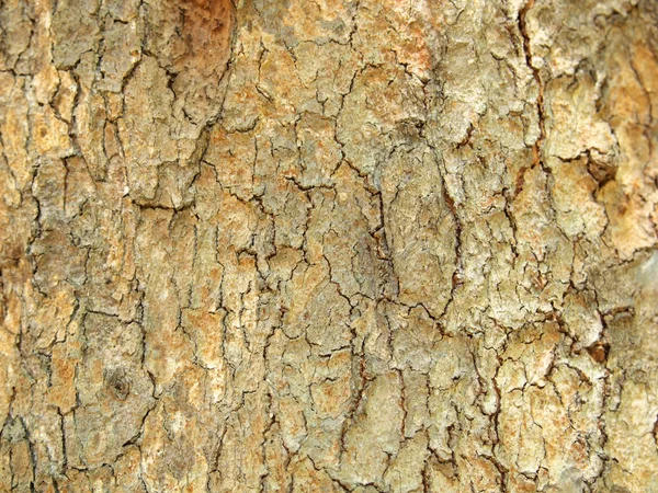 Текстура дерев'яної кори крупним планом — стокове фото