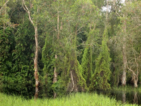 Närbild av mangroveskog — Stockfoto