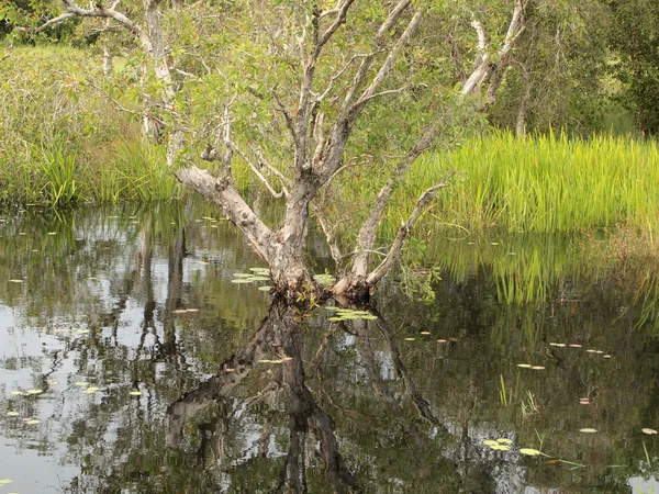 Bosque de manglares de cerca — Foto de Stock