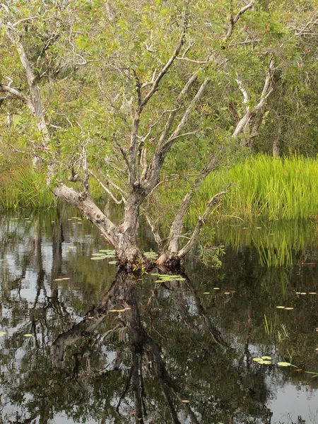 Bosque de manglares de cerca — Foto de Stock