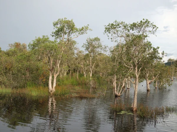 Floresta de mangue perto — Fotografia de Stock