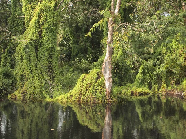 Bosque de manglares de cerca — Foto de Stock