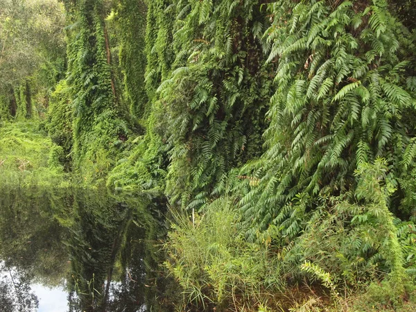 Bosque de manglares de cerca — Foto de Stock