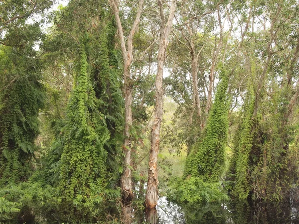 Närbild av mangroveskog — Stockfoto