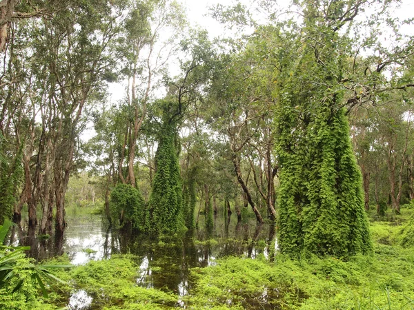 Mangrov orman yakın çekim — Stok fotoğraf