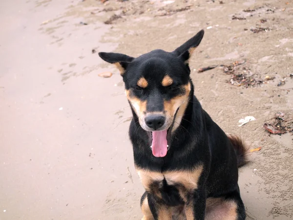 Happy thai dog on beach — Stock Photo, Image