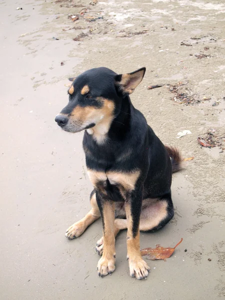 Thai dog on beach — Stock Photo, Image